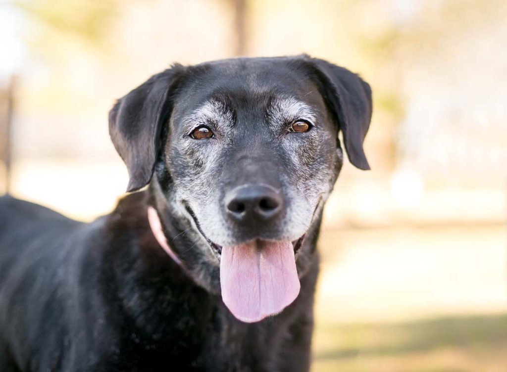what to expect with an aging dog
