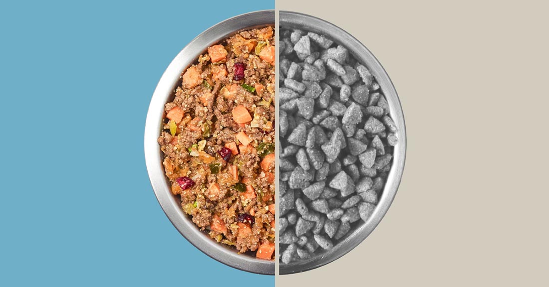 a bowl with kibble vs fresh dog food