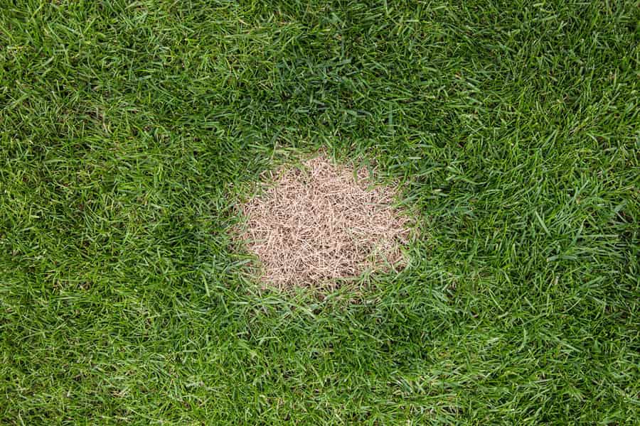 dog pee turning grass yellow