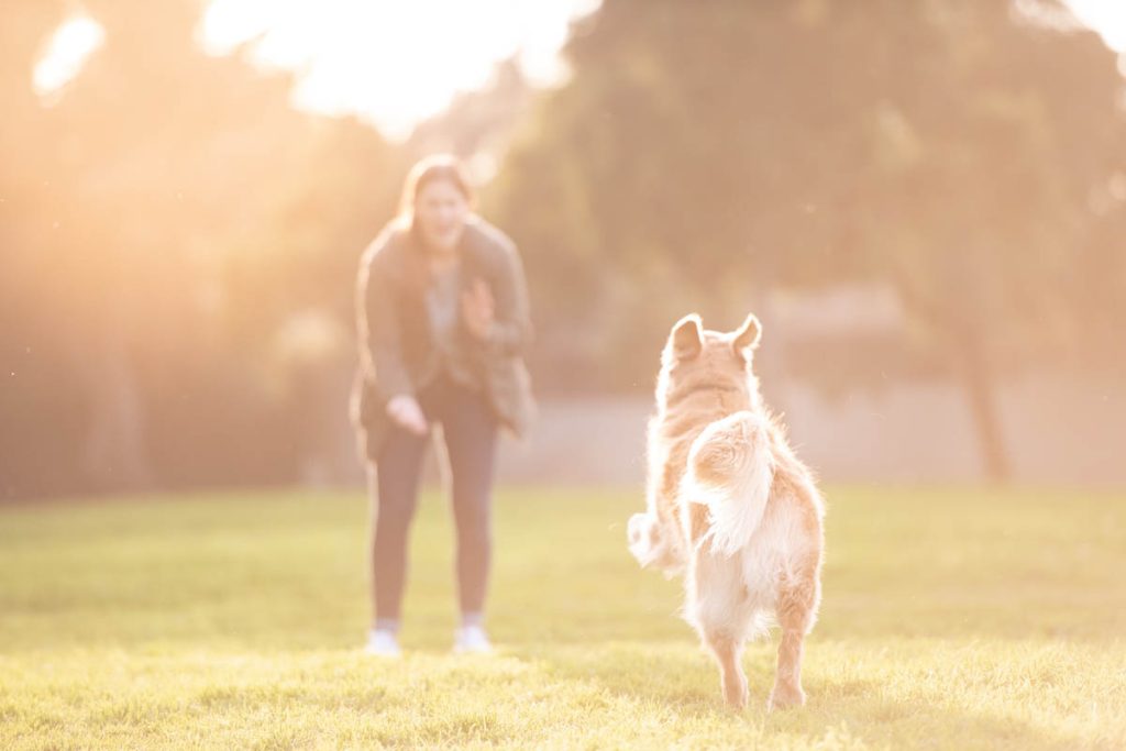 dog playing fetch