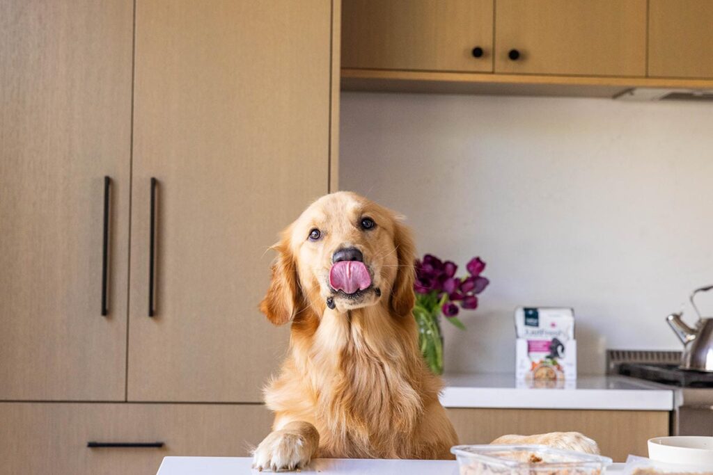gusgus golden dog