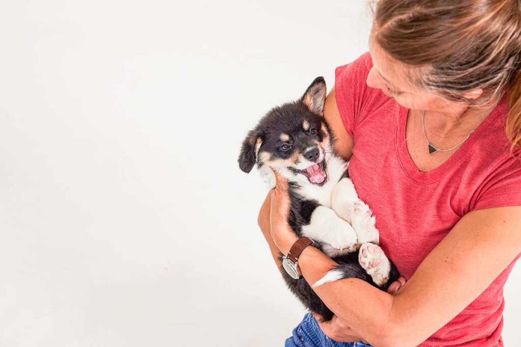 corgi puppy in humans arms