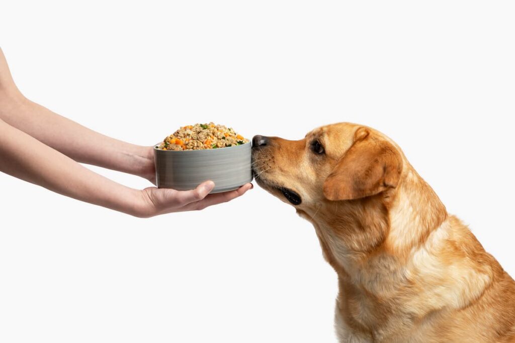 lab sniffing bowl of food