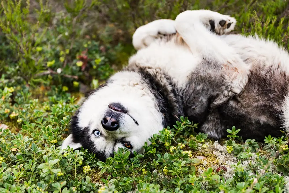 derpy husky