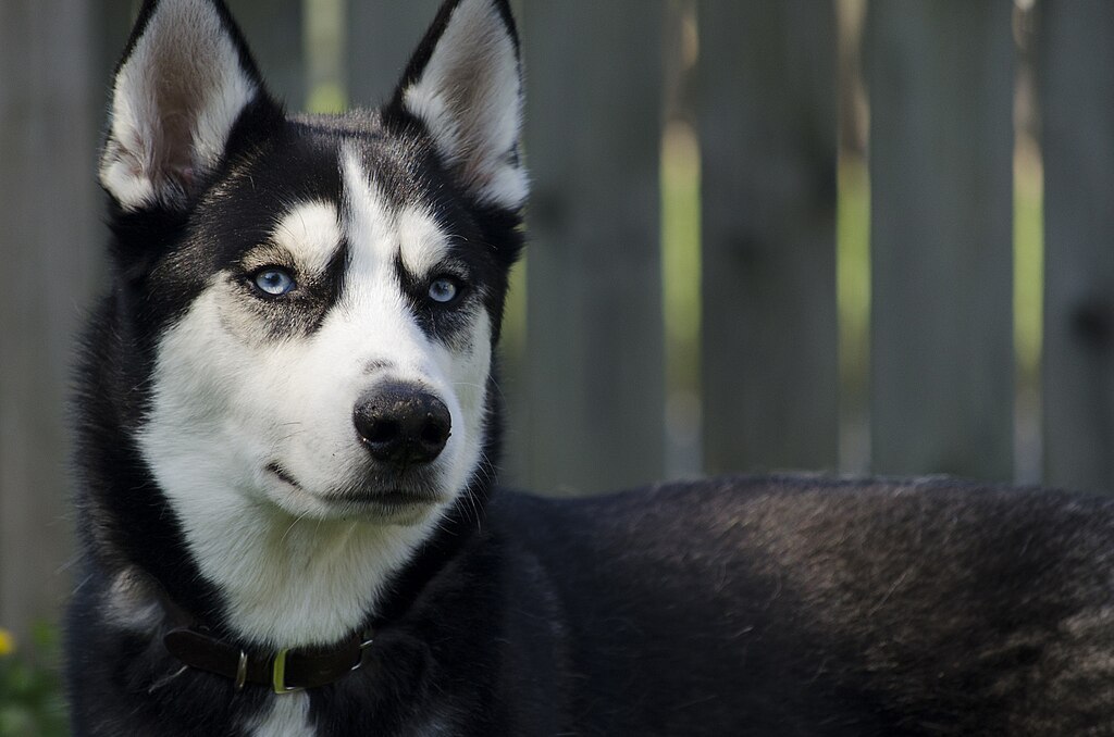 husky close up
