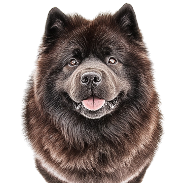 chow chow dog