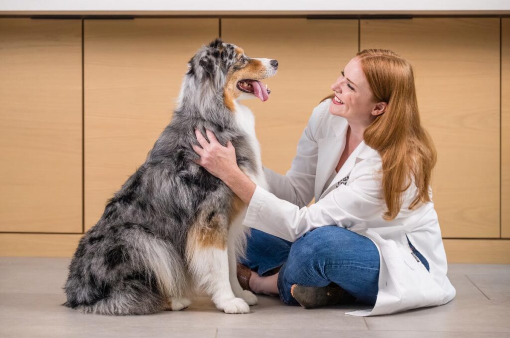 dog and veterinarian