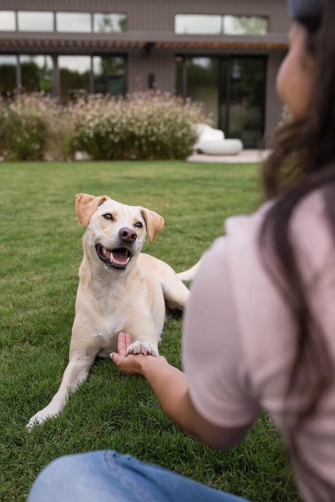 dog training