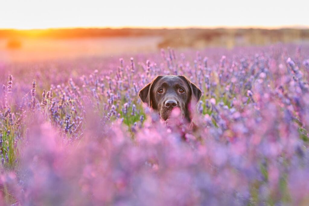 dog in lavender field