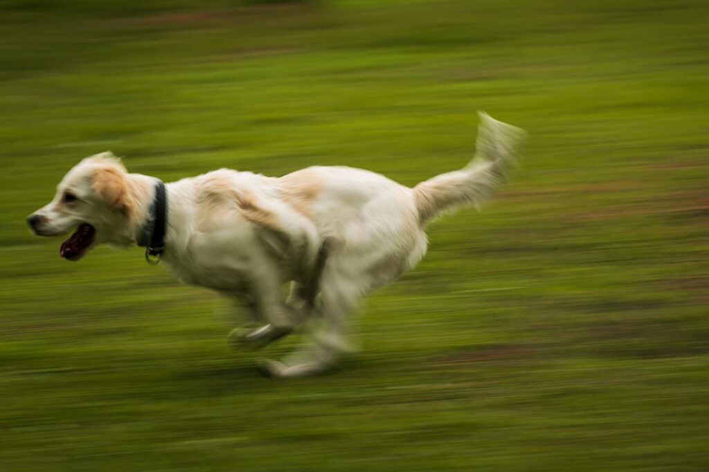 why do dogs get zoomies