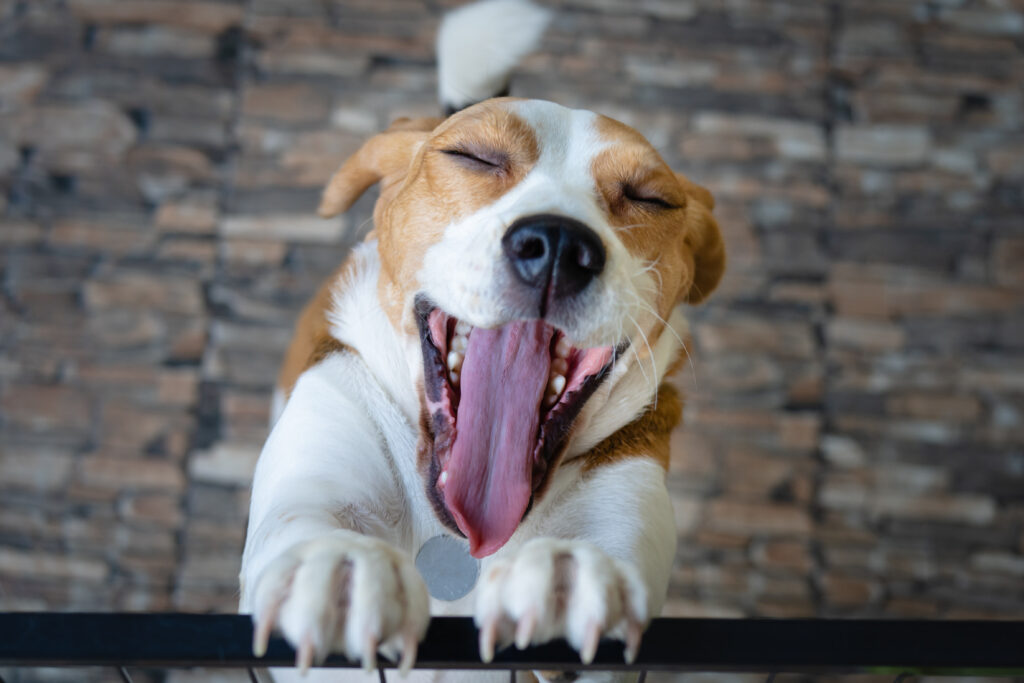 happy dog, mouth open