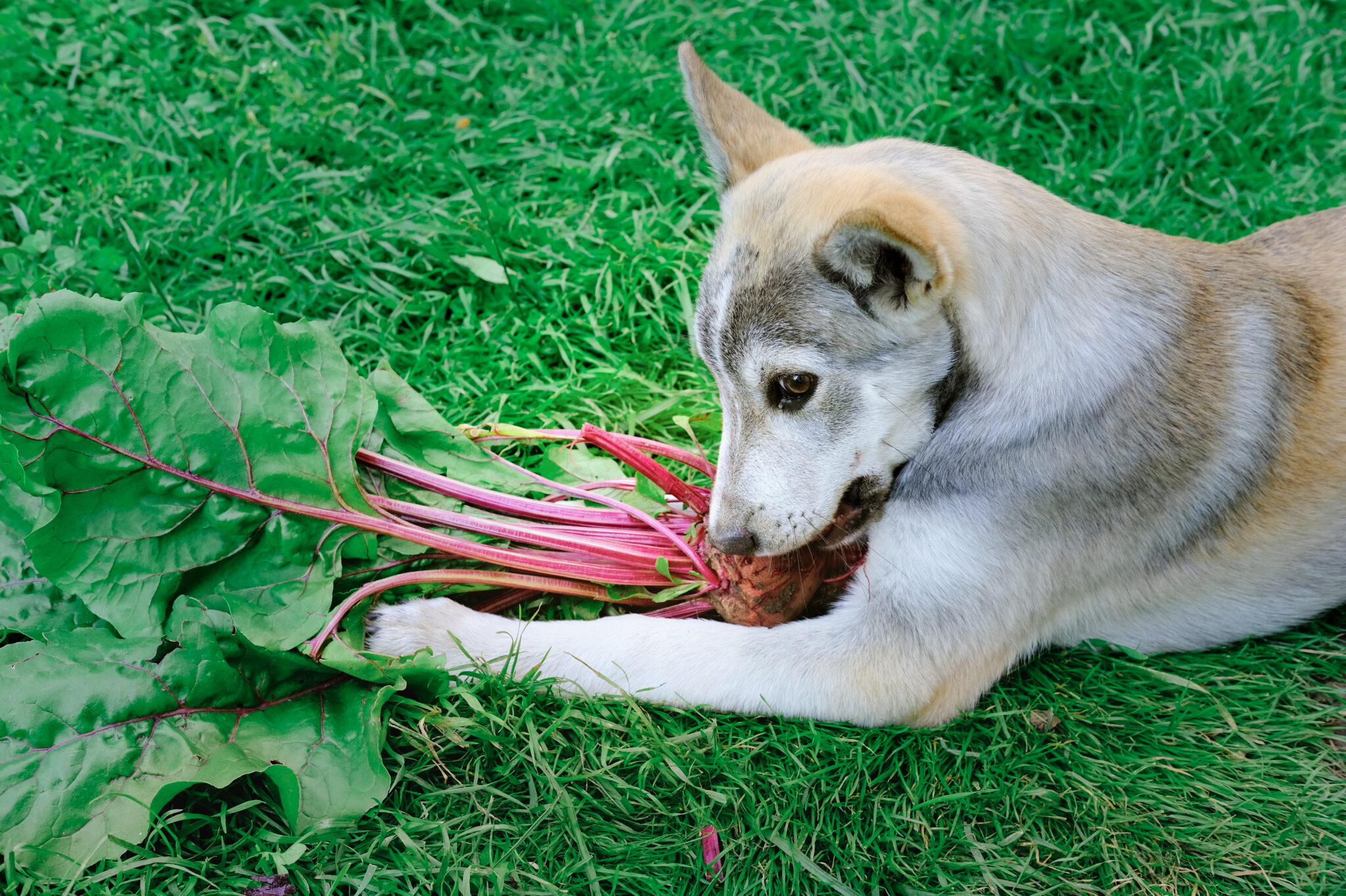 Are Dogs Omnivores or Carnivores? The Science Explained ...