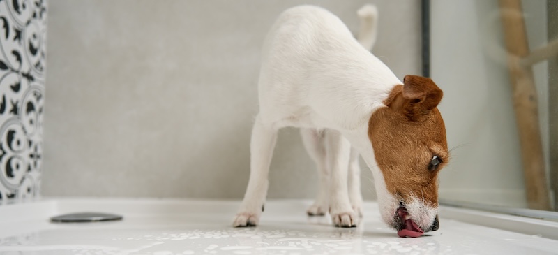 Why is my dog licking the floor?