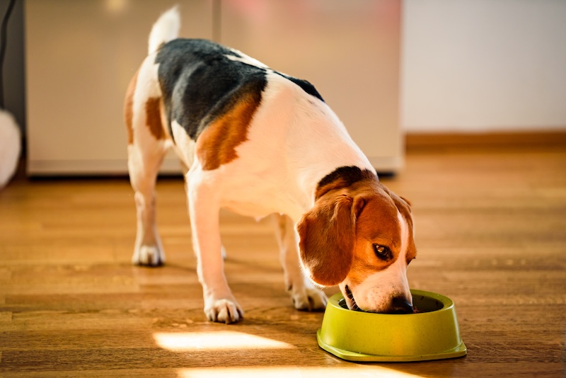 Beagle eating