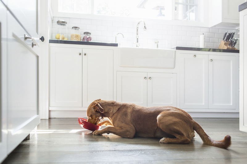 Dog eating on the floor