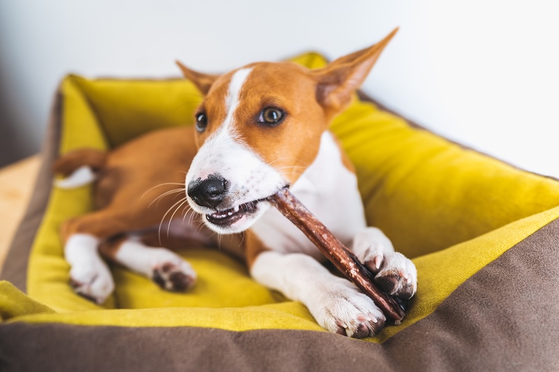 Dog chewing bully stick