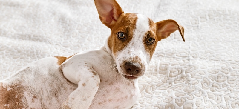 Best dog food for IBD