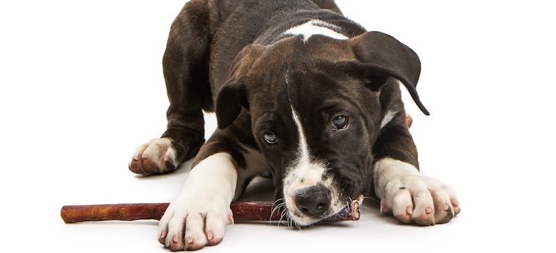 Are bully sticks good for dogs?