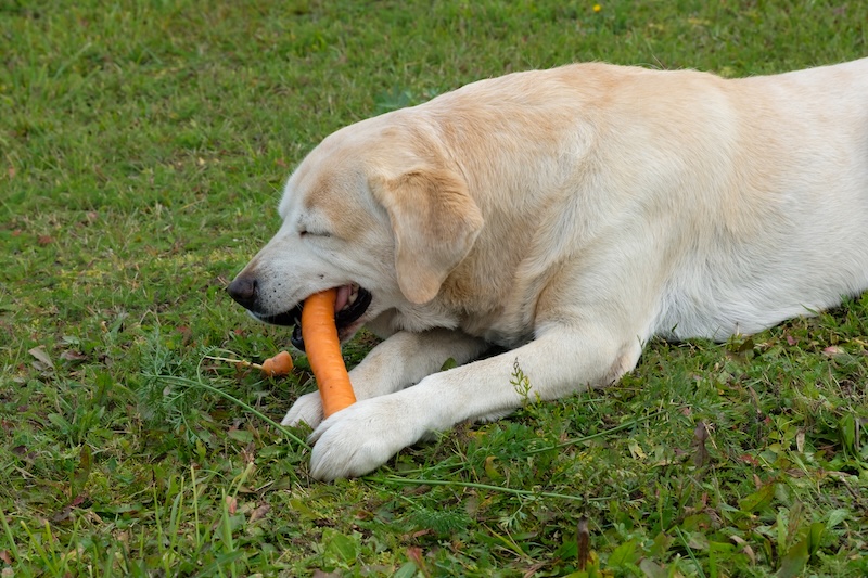 Dog chewing on carrot