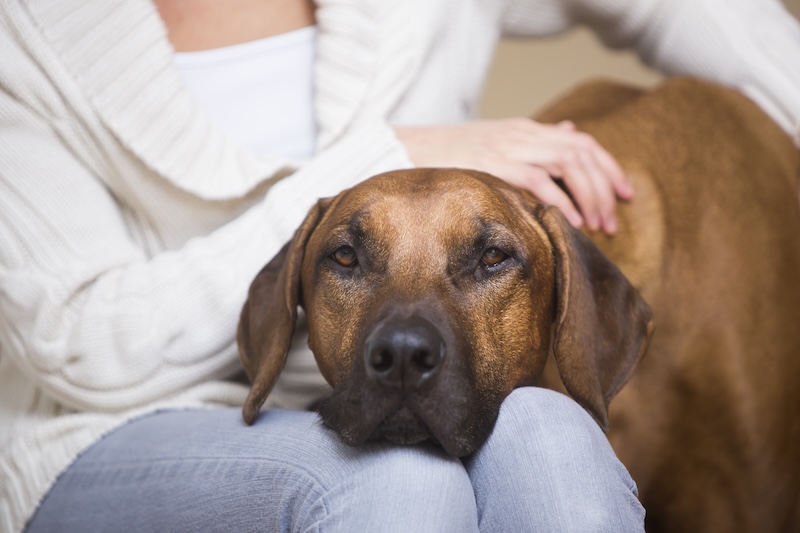 Dog resting head on lap