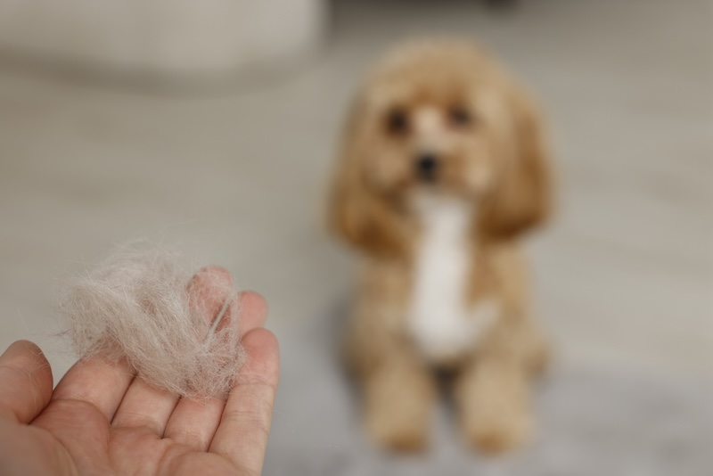 Shedding dog