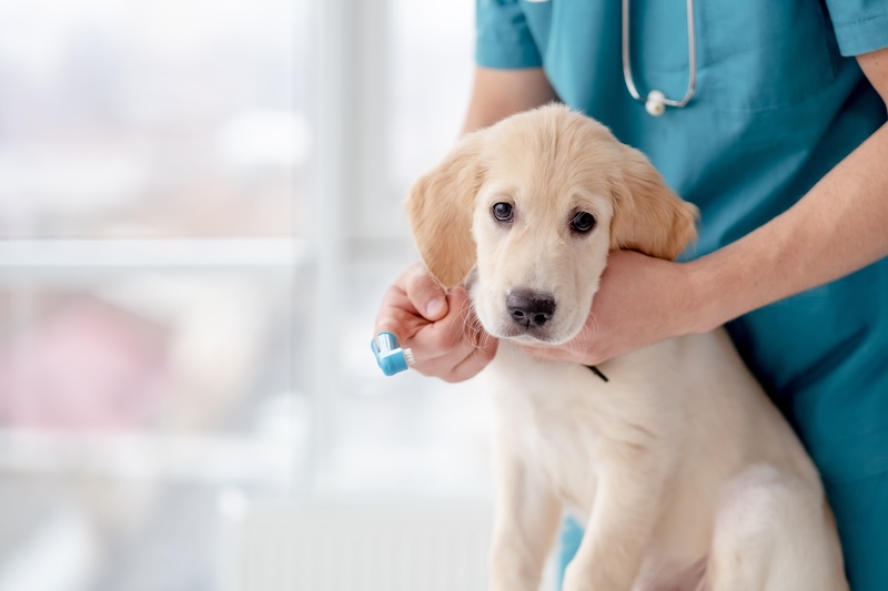 Puppy getting vaccinated