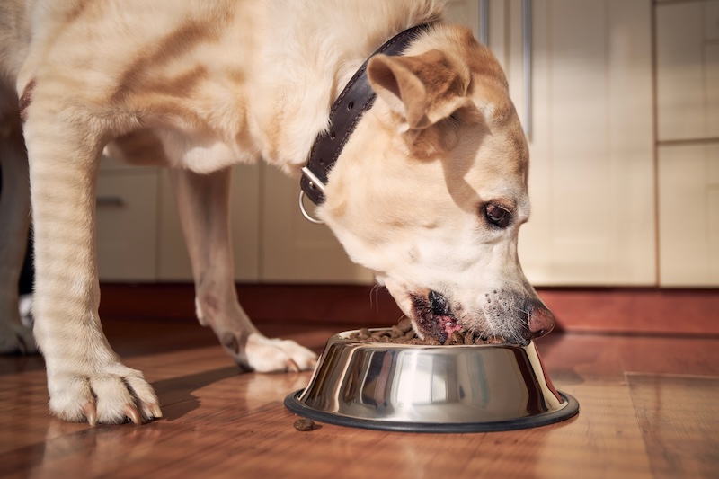 Dog eating out of bowl