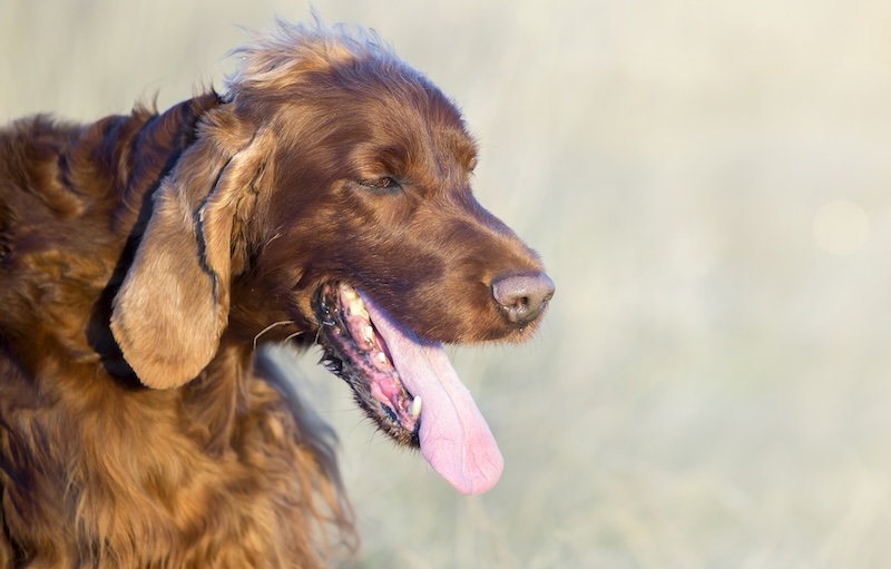 Dog panting