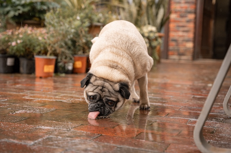 Pug licks floor