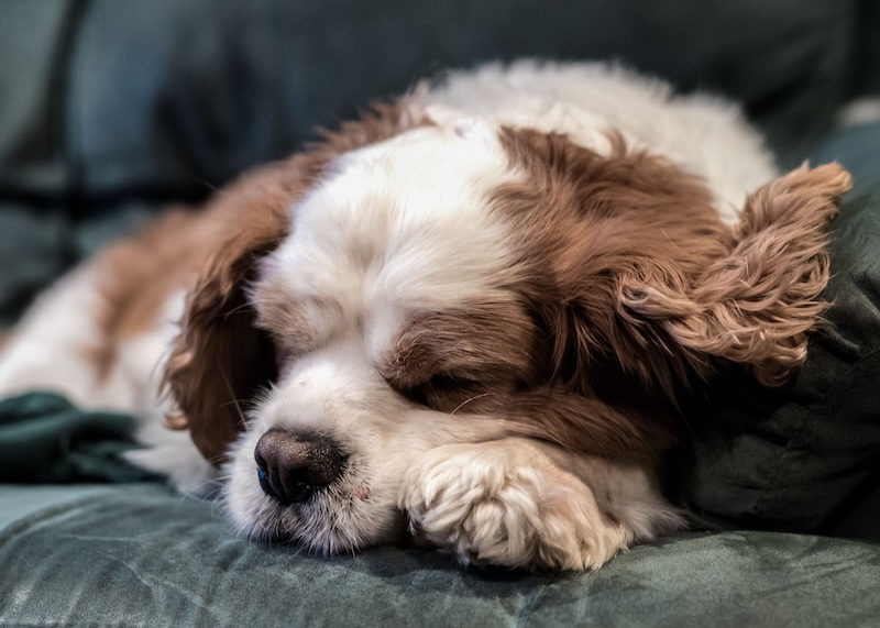 Sleeping dog