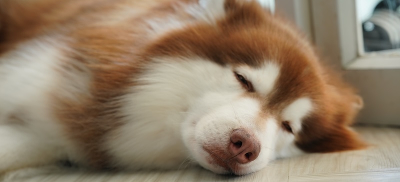 Why do dogs sleep so much?