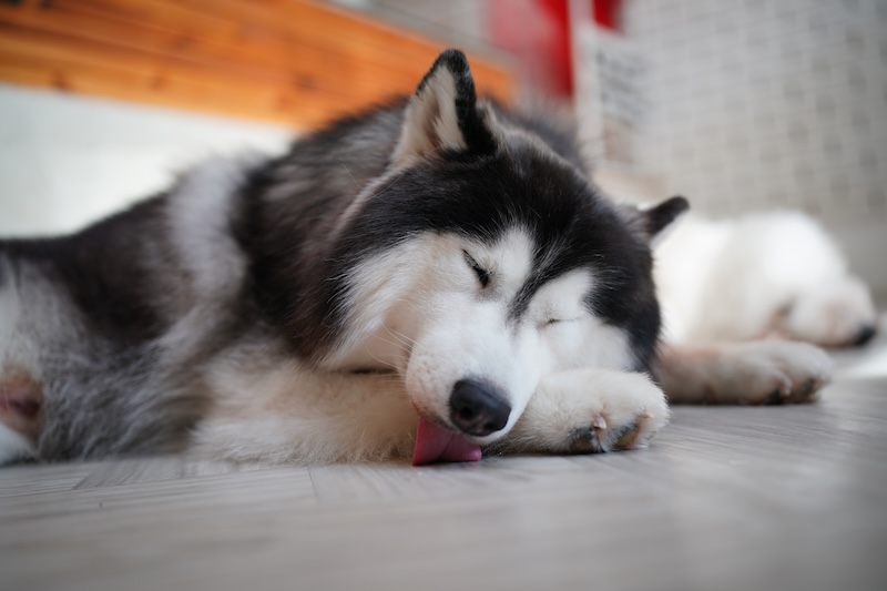 Sleeping dog licking floor