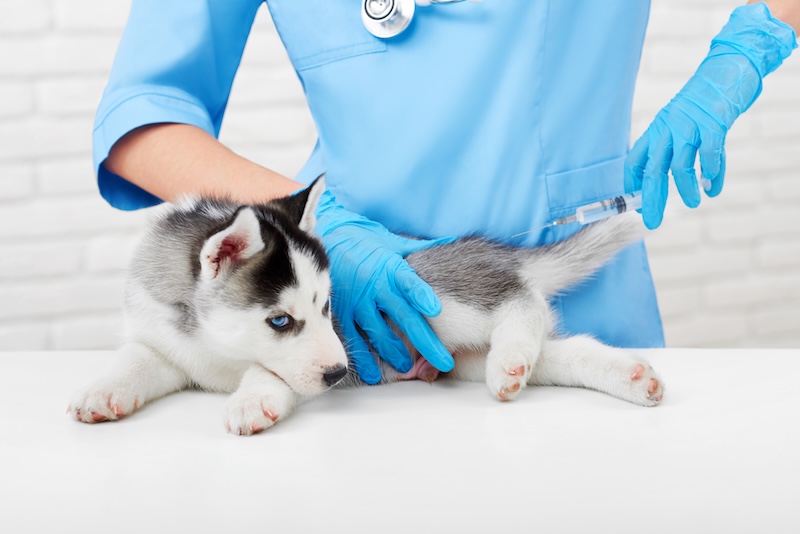 Vet giving dog a shot