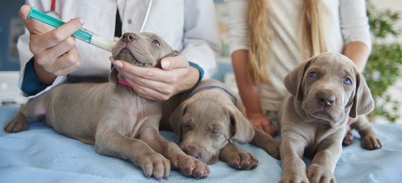 Puppy vaccination schedule