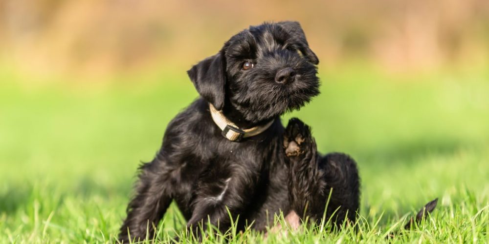 flea hot spots on dogs, how to help dogs with itchy skin