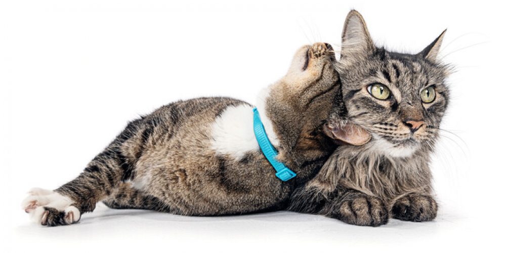 cats