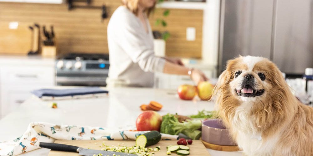 homemade dog food for weight gain
