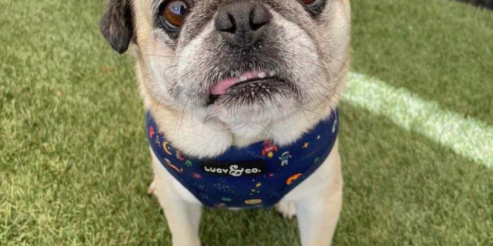pug nation
