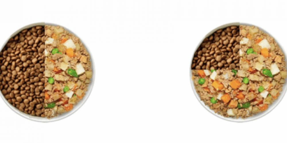 food bowl transition