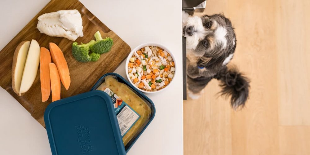 dog looking up at food on counter