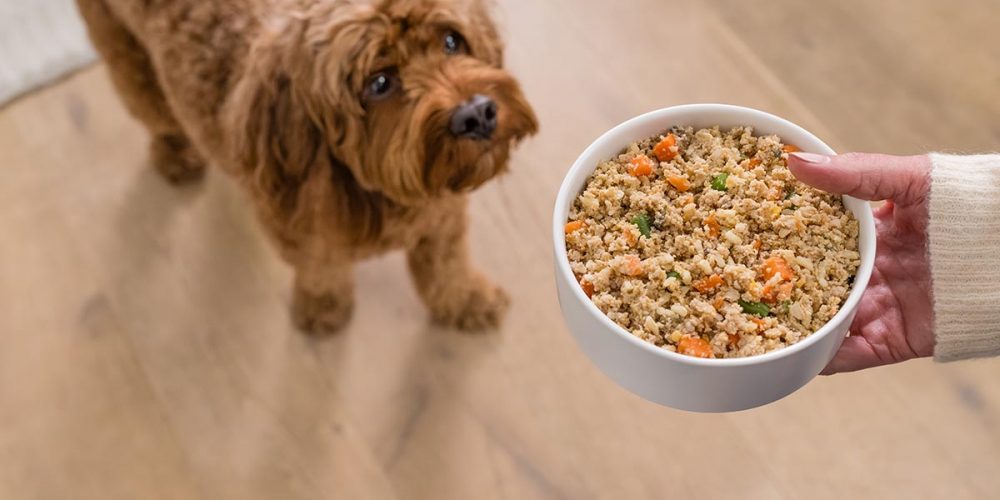 dog being served his food bowl