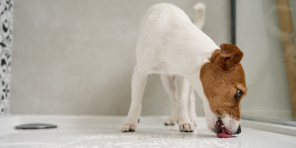 Why is my dog licking the floor?