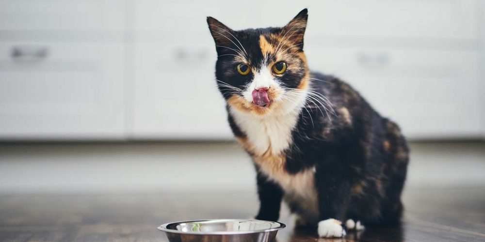 are cats selfish