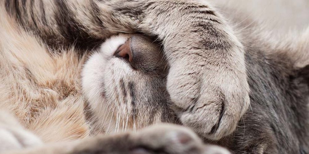 why do cats hiccup