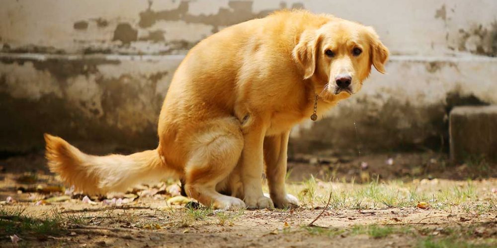 colitis in dogs trying to poop diarrhea