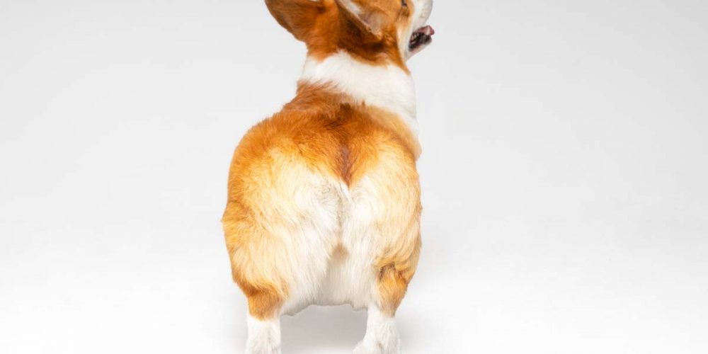 dog anal glands