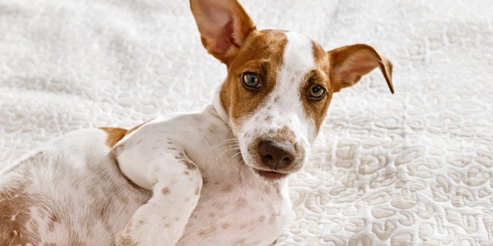 Best dog food for IBD