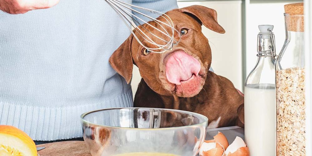 diy frozen dog treats