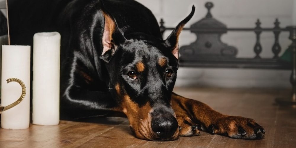 Hypothyroidism in dogs