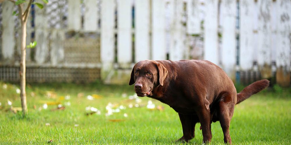dog diarrhea
